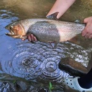 Meet your Posher, Connor